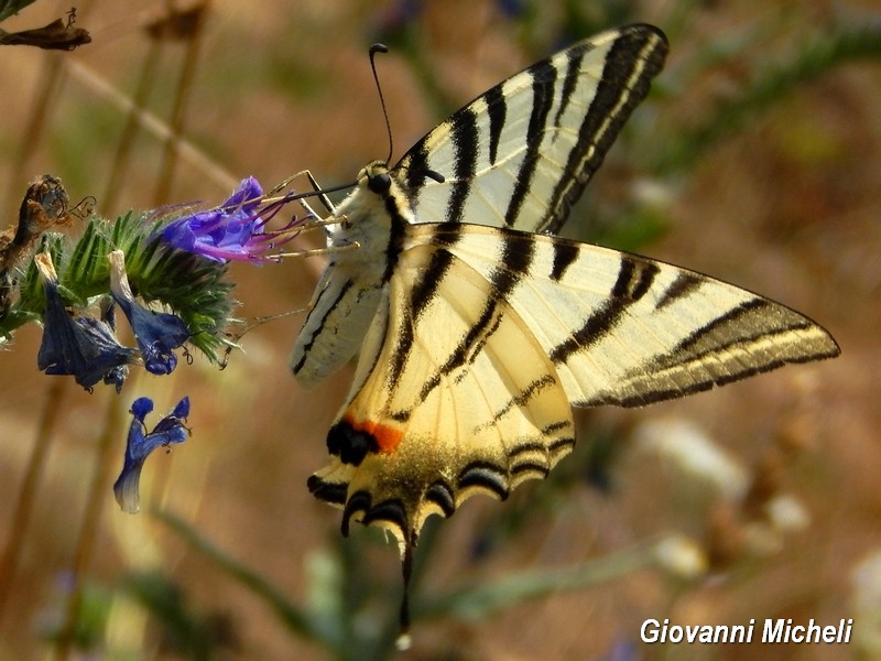 Iphiclides podalirius.....il pi bello!